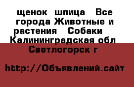 щенок  шпица - Все города Животные и растения » Собаки   . Калининградская обл.,Светлогорск г.